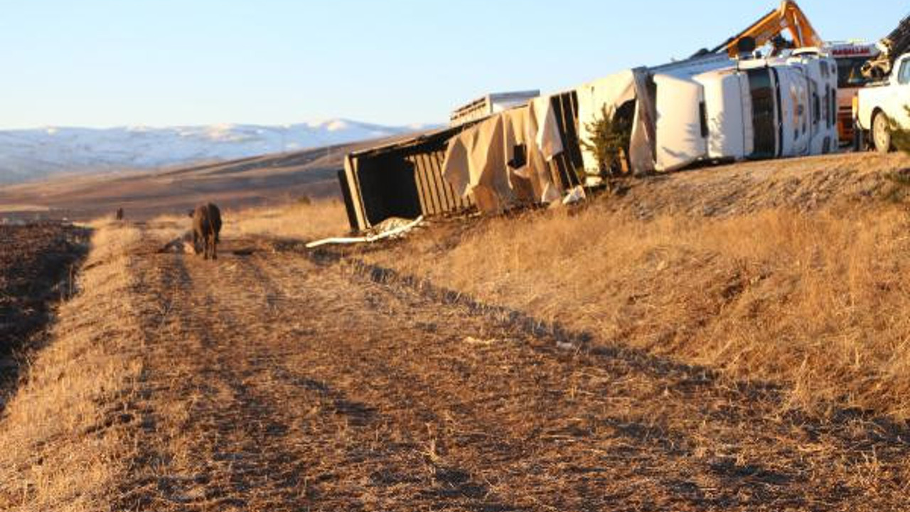 TIR kaza yaptı inekler kaçtı
