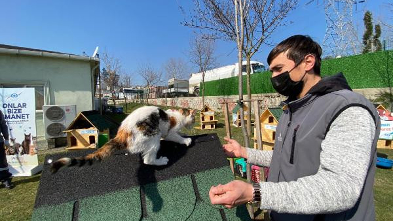 Sultangazi'de kedi köyü kuruldu