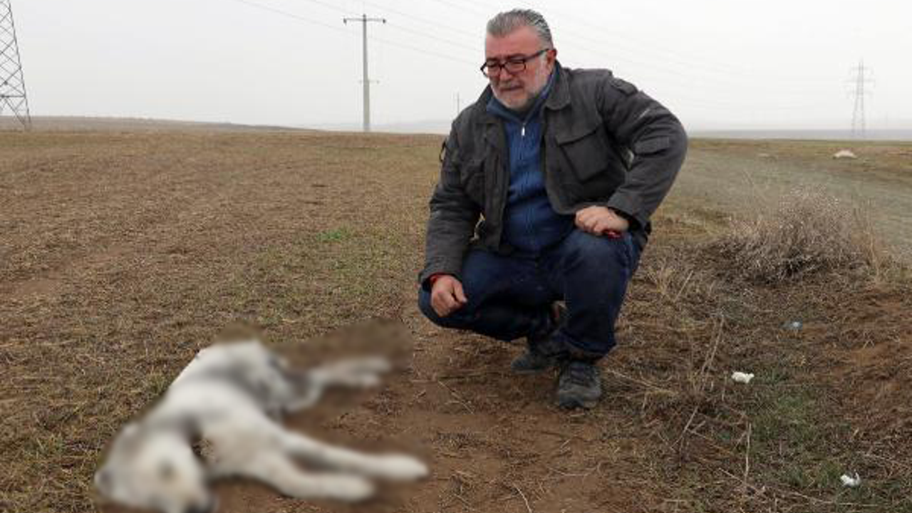 Eskişehir'de 6 aylık yavru öldürülmüş bulundu