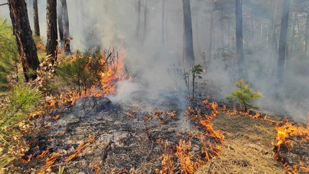 Kütahya'da orman yangını (05 Mart 2021)