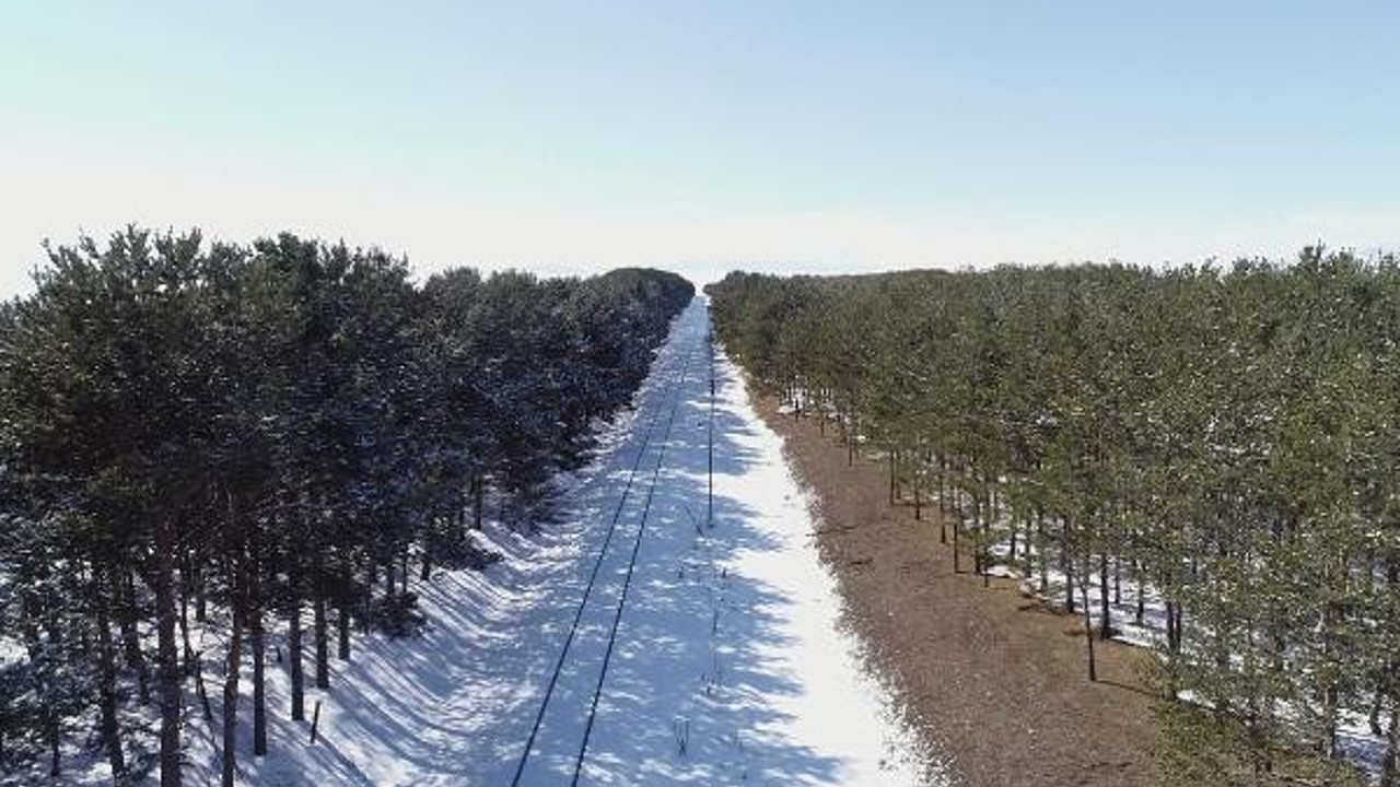 Bozkırın ortasında yeşil koridor. 20 bin ağaçlık görsel güzellik