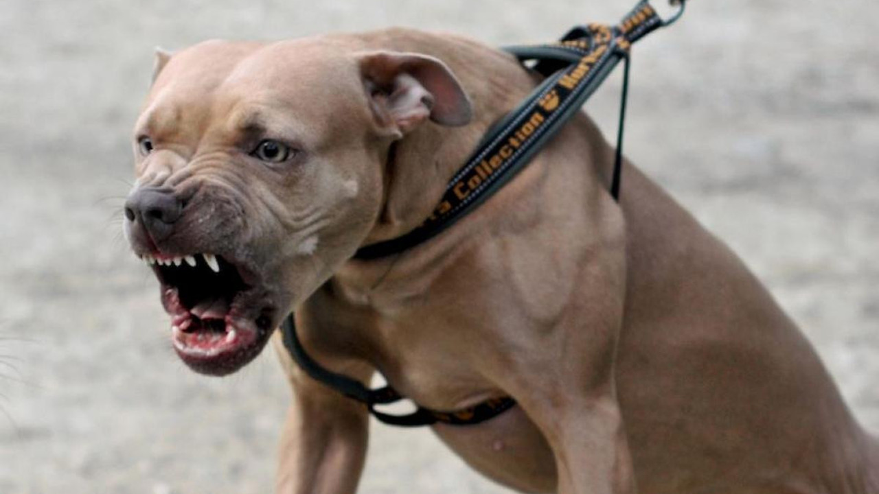 Pitbull gezdirme kavgası kanlı bitti. Bekçi silahını ateşledi