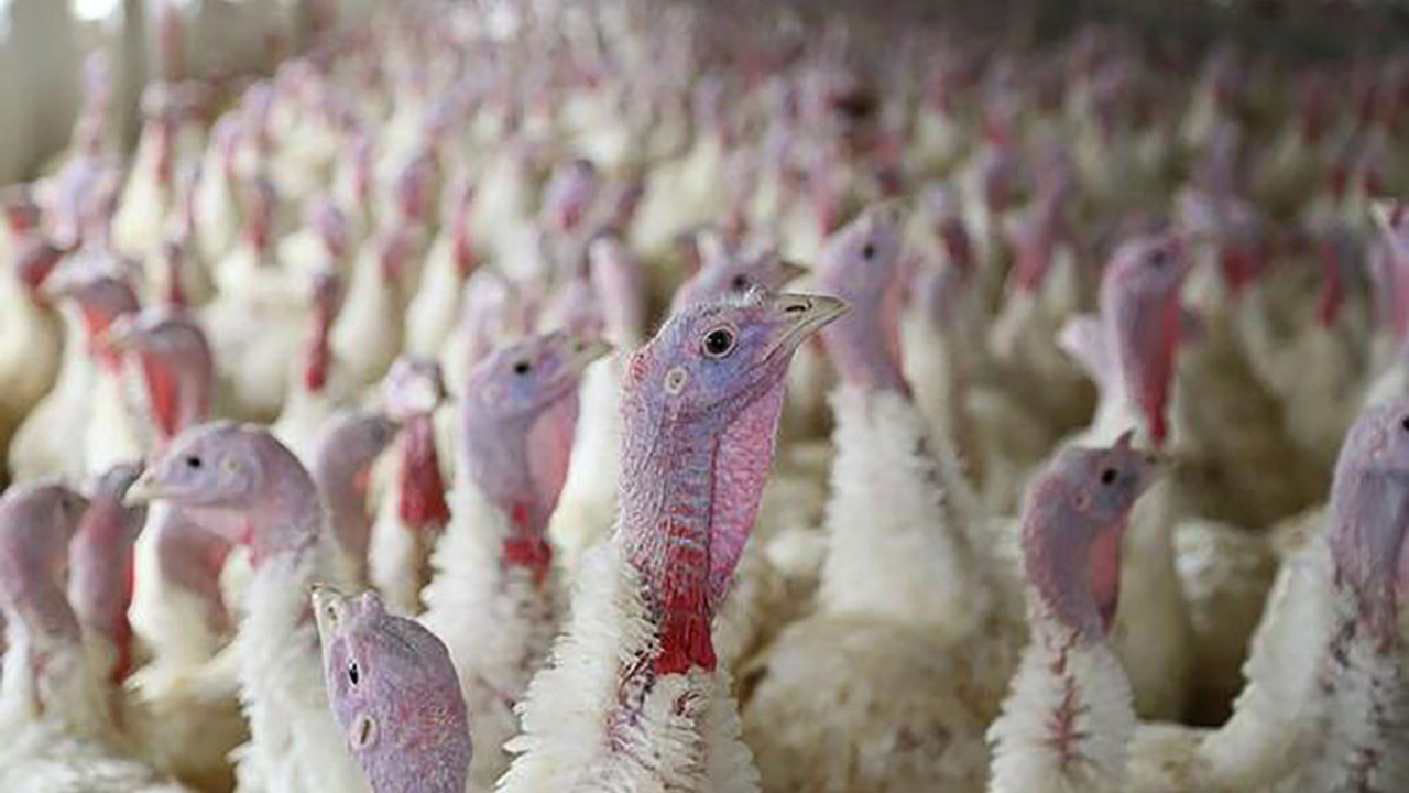 Kuş gribi tespit edildi. 4 bin hindi itlaf ediliyor