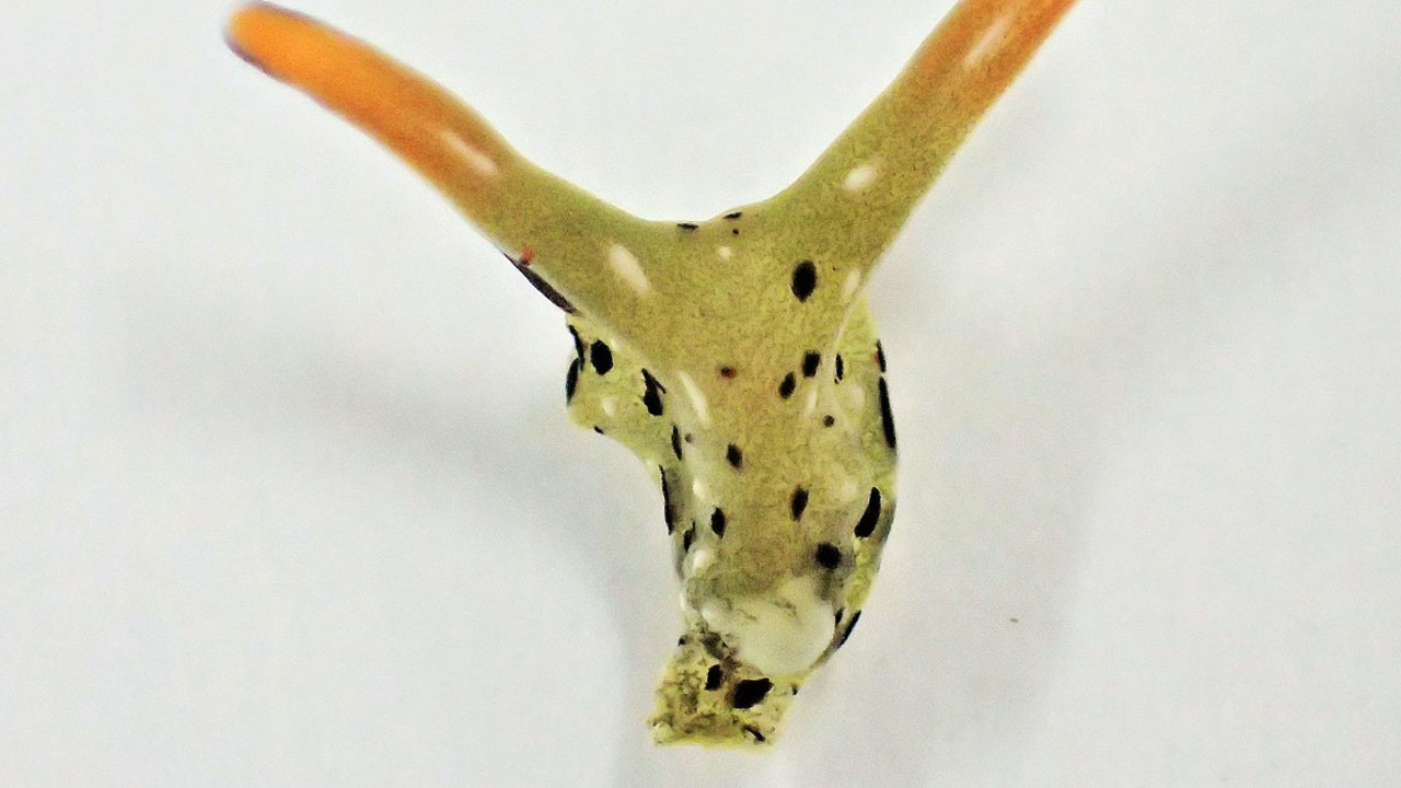 Kafasını koparıyor yeni vücuda bürünüyor. Japon bilim insanları şaştı kaldı. Bütün organlarını geride bırakıyor