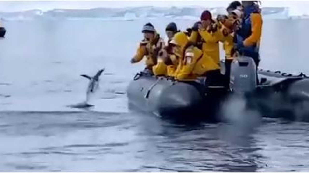 Şanslı penguen katil balinalara yem olmaktan son nefeste kurtuldu. Etrafa zafer bakışı attı