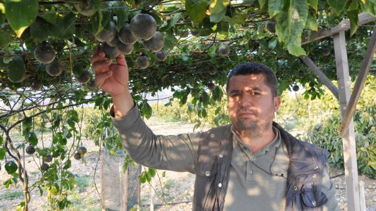 Dekarda 150 bin TL kazandıran meyve. Herkes bunu ekiyor