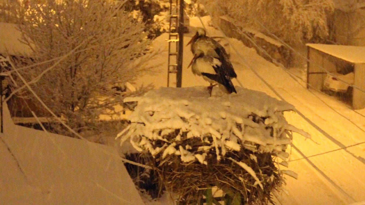 Leylekler kar altında kaldı