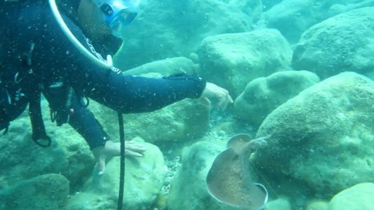 Prof. Dr. Gökoğlu'nu denizde elektrik çarptı. Neye uğradığını şaşırdı