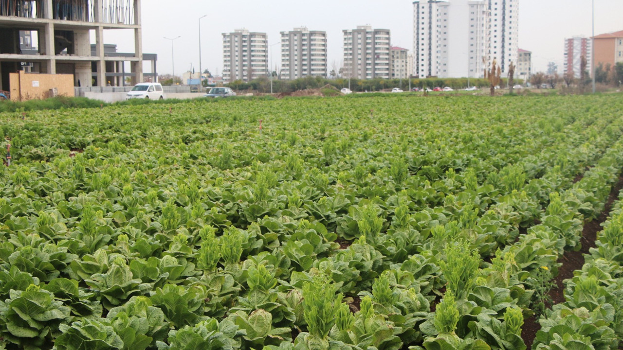 Prof. Dr. Mehmet Sertaç Özer çok dikkat edin dedi. Yıllardır vitamin diye zehir yemişsiniz