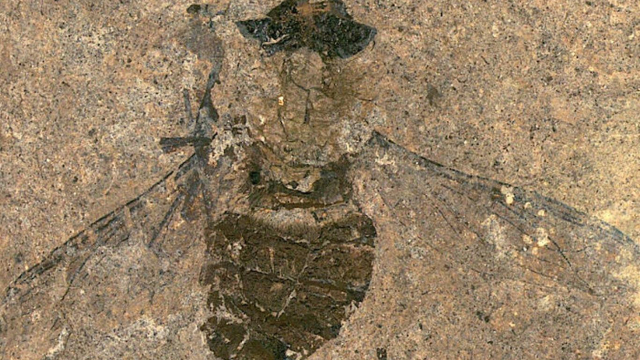 Midesinin dolup taştığı ortaya çıktı. 47 milyon yıldır aynı yerde