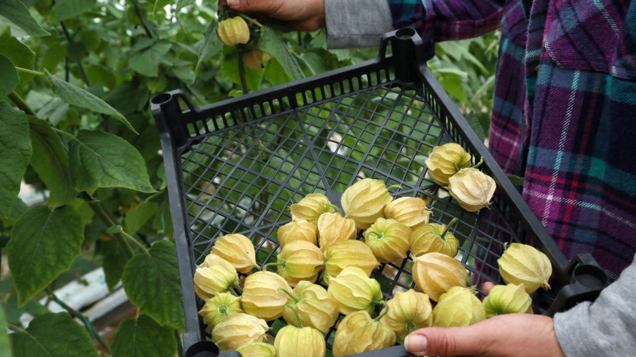 Kilo vermek isteyen ona koşuyor. Gramla satılıyor