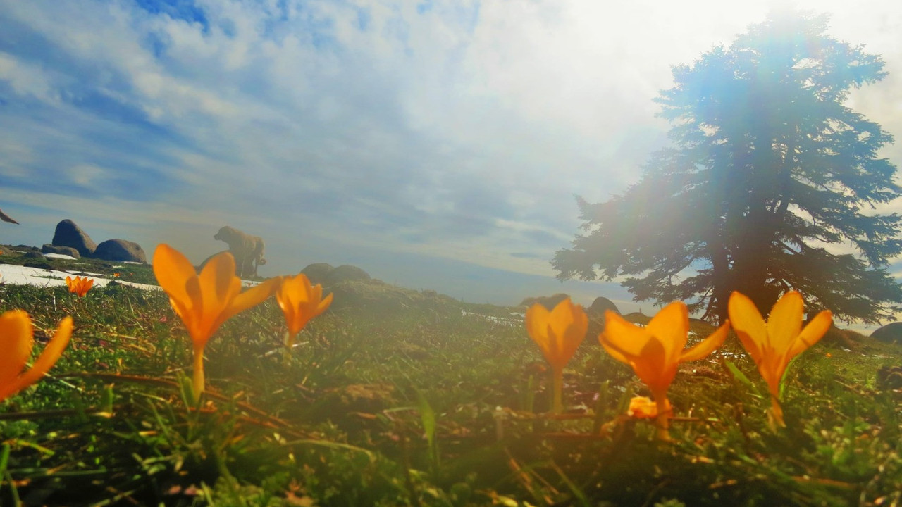 Kazdağları çiçek açtı