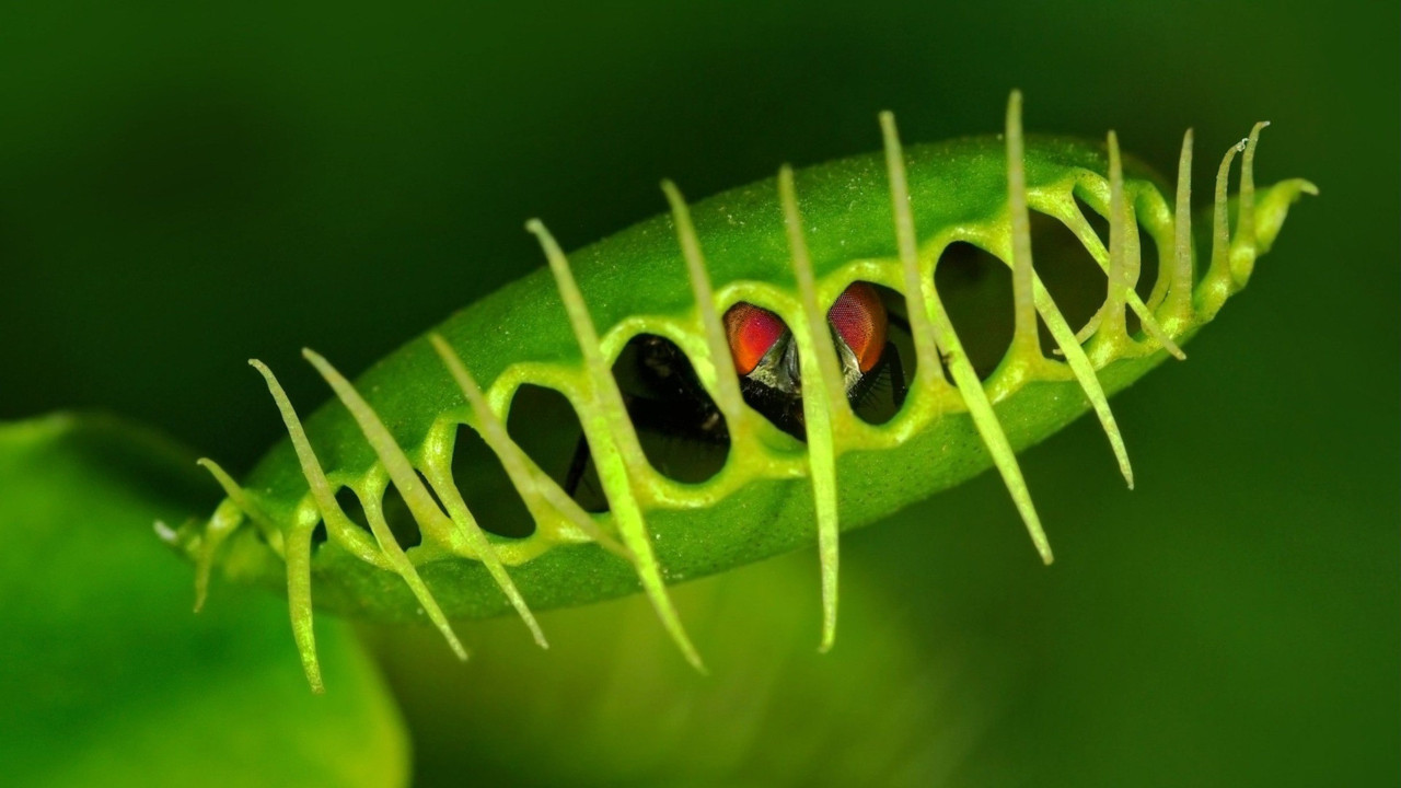 Singapurlu bilim insanları, bitkilerle iletişim kurmanın yolunu buldu