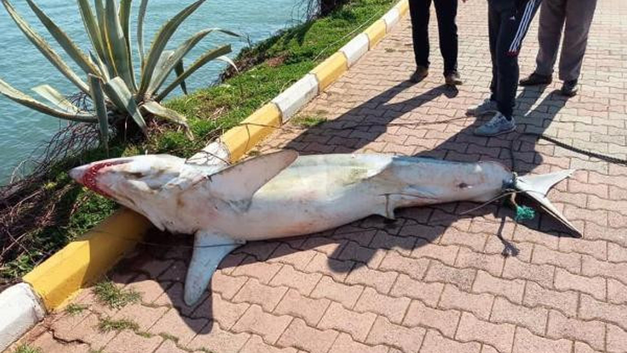 Antalya'da köpek balığı kıyıya vurdu