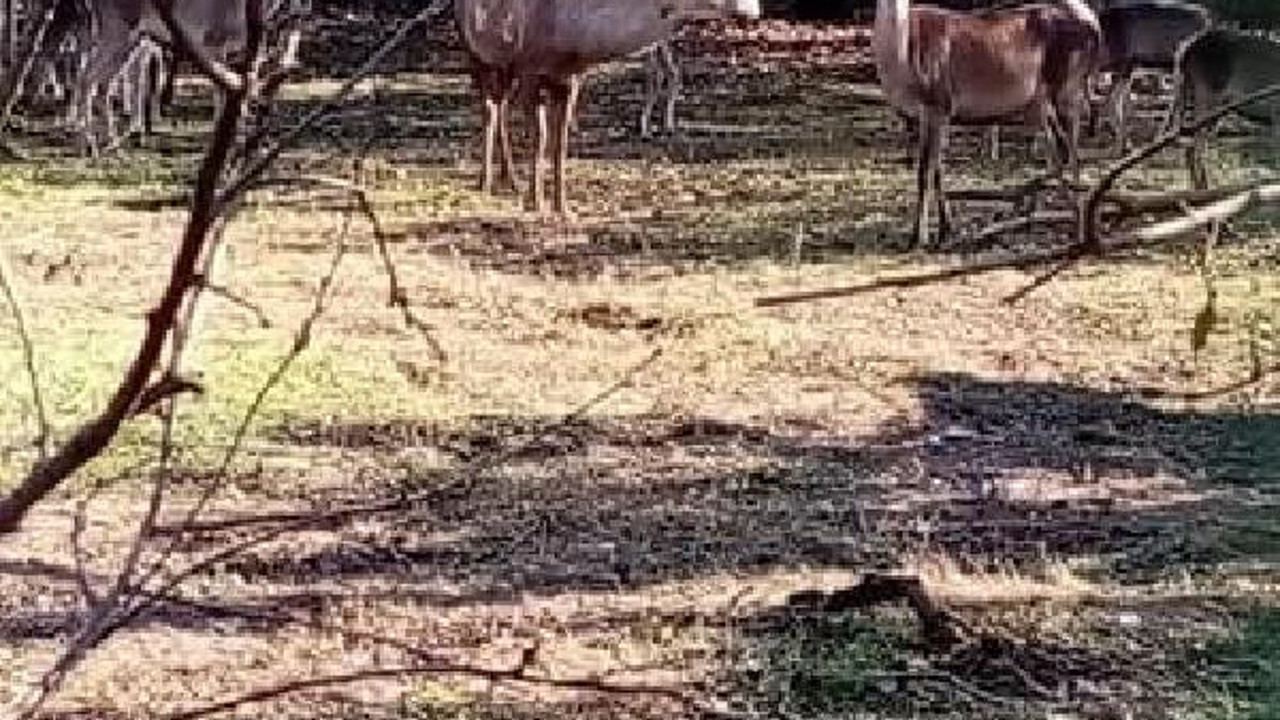 Hayvanat bahçesindeki geyiği çalıp yediler. Yok artık daha neler