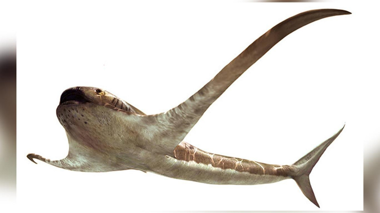 Paleontologlar kemiklerini görünce hemen ayrıntılı incelemeye aldı. Daha önce hiç görülmemiş