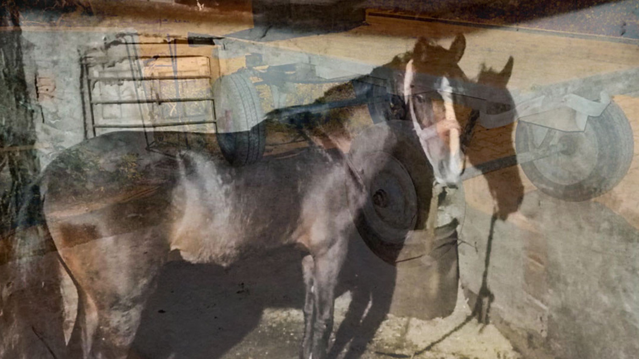 Ağır yükü çekemeyen ata böyle saldırdı. Böyle vicdansızlık görülmedi