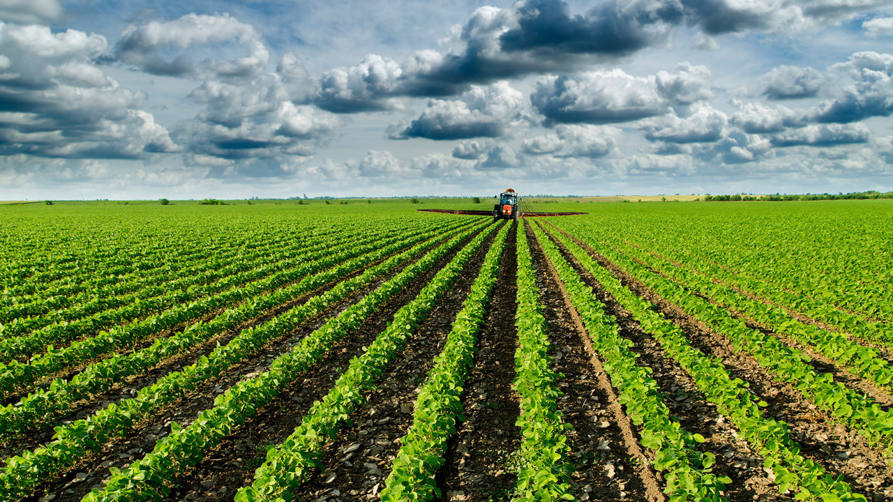 Acı biber stresi yok edip mutluluk saçıyor. Hastalık savar çıktı