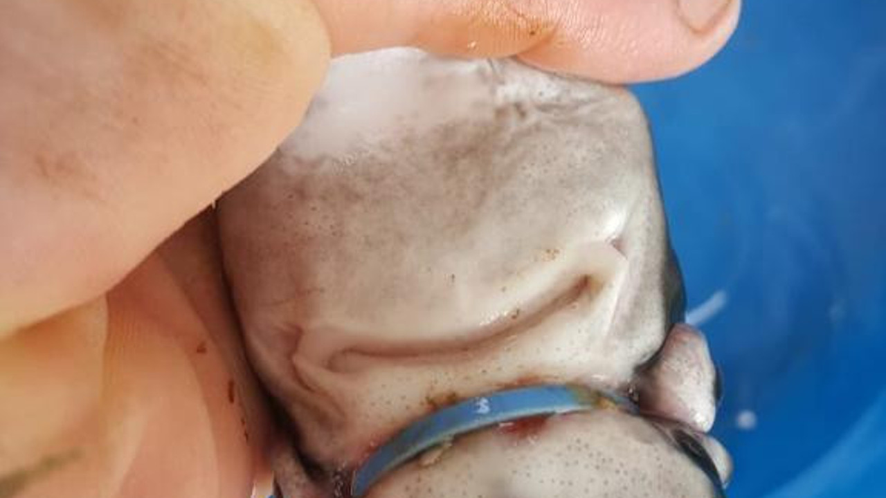 Köpek balığının imdadına balıkçı Atakan yetişti. Çevreye plastik atanlar bunu görüp utanmalısınız