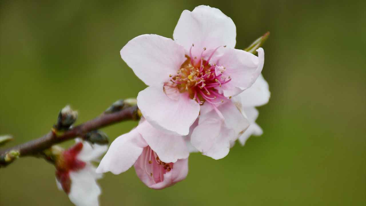 Manisa'da ağaçlar baharı müjdeledi