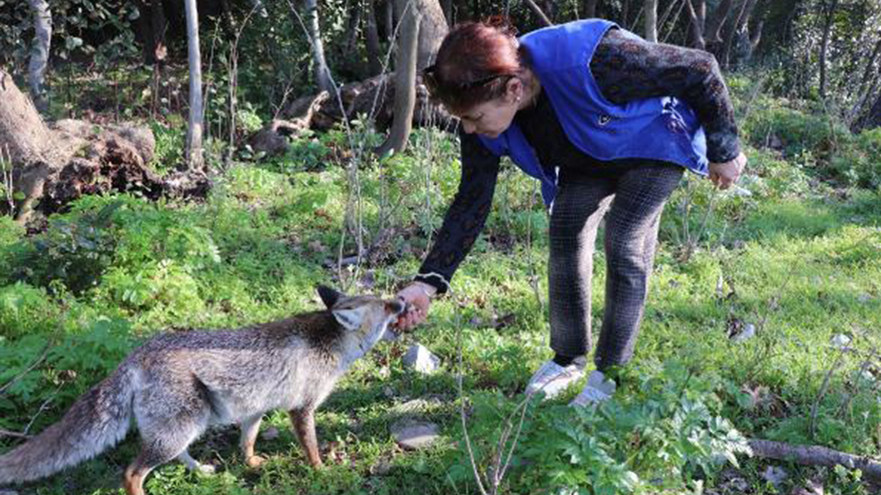 Aç kalan tilkiyi elleriyle besledi (25 Mart 2021)