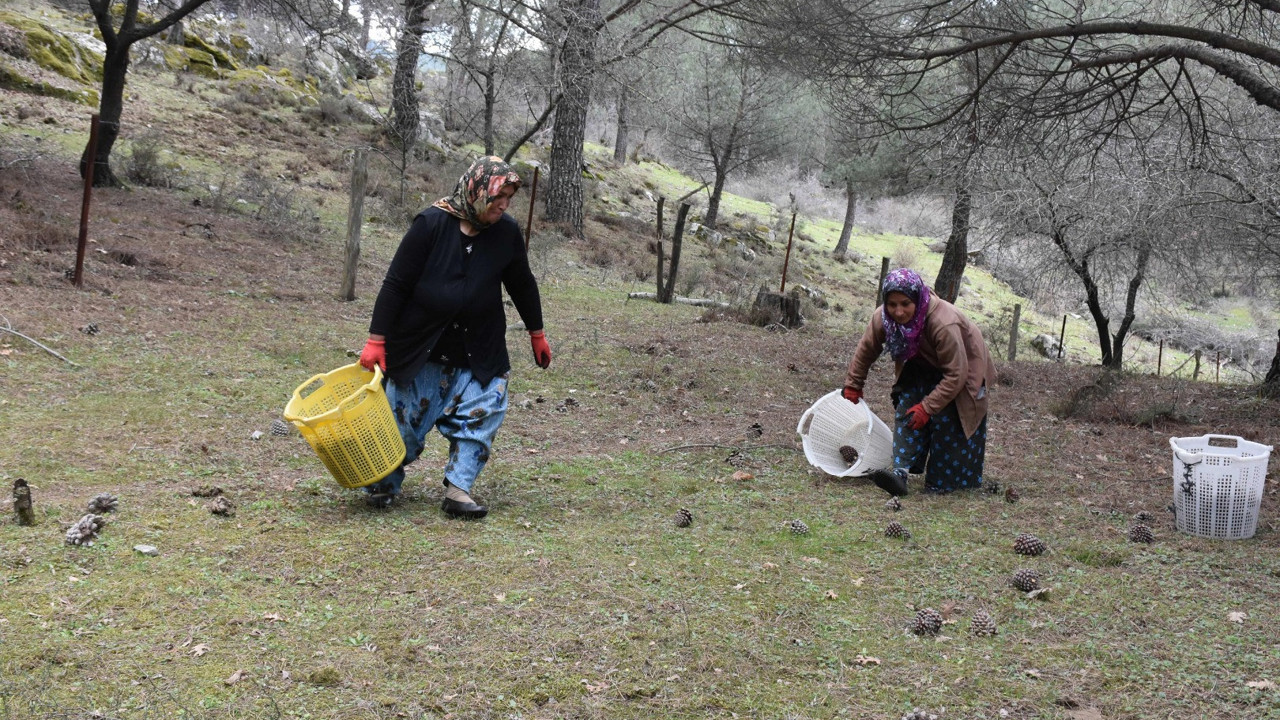 Kilosu 600 lirayı buldu. Önlem alınmazsa daha da kötü olacak