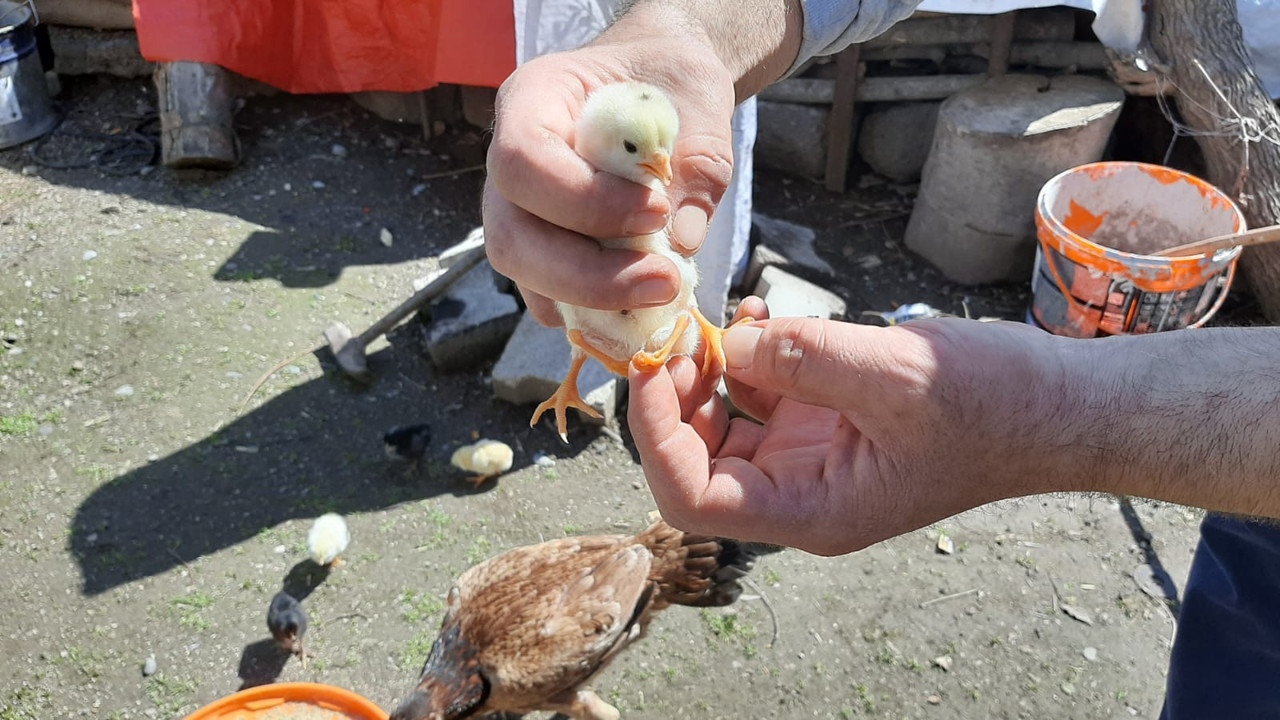 Tavukları beslemek için kümese giren besici civcivi görünce hemen korumaya aldı. Ne kadar yaşayacağı belli değil