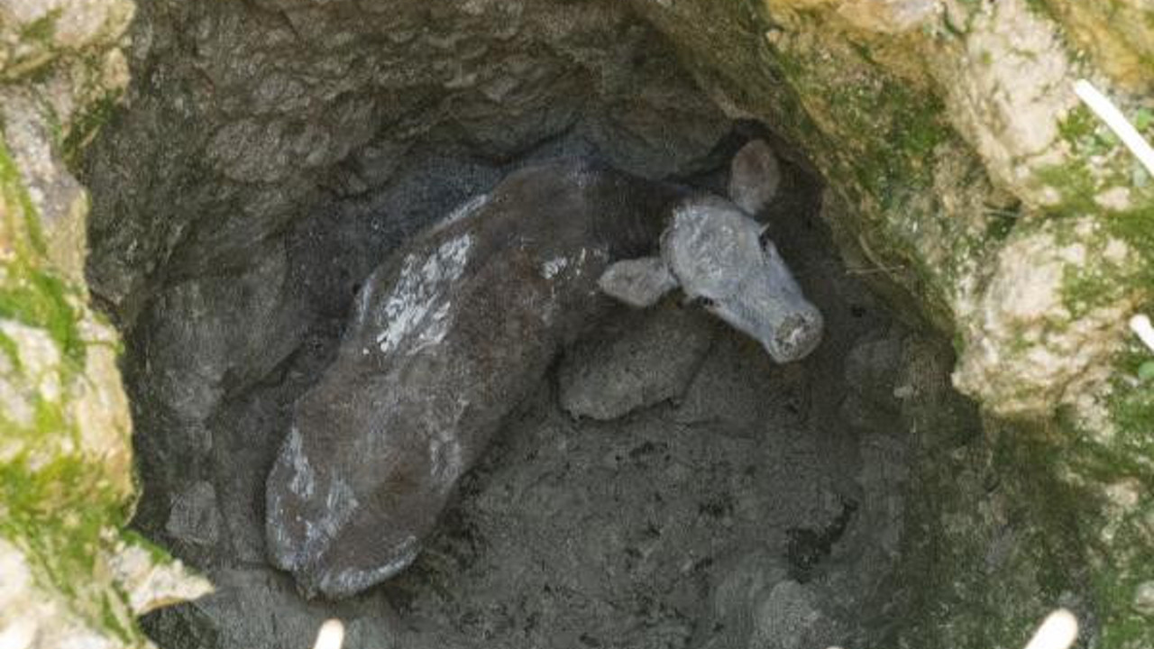 Define avcılarının açtığı kuyu ineği yuttu