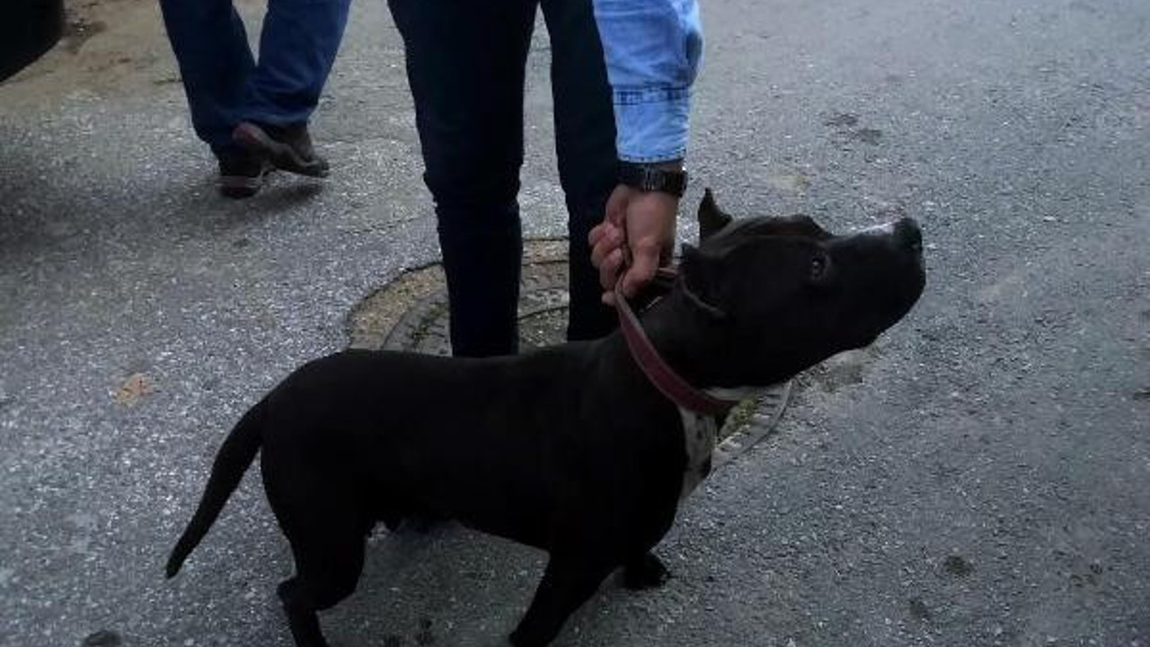 Katil köpeğini gezdirince 10 bin lira ceza yedi