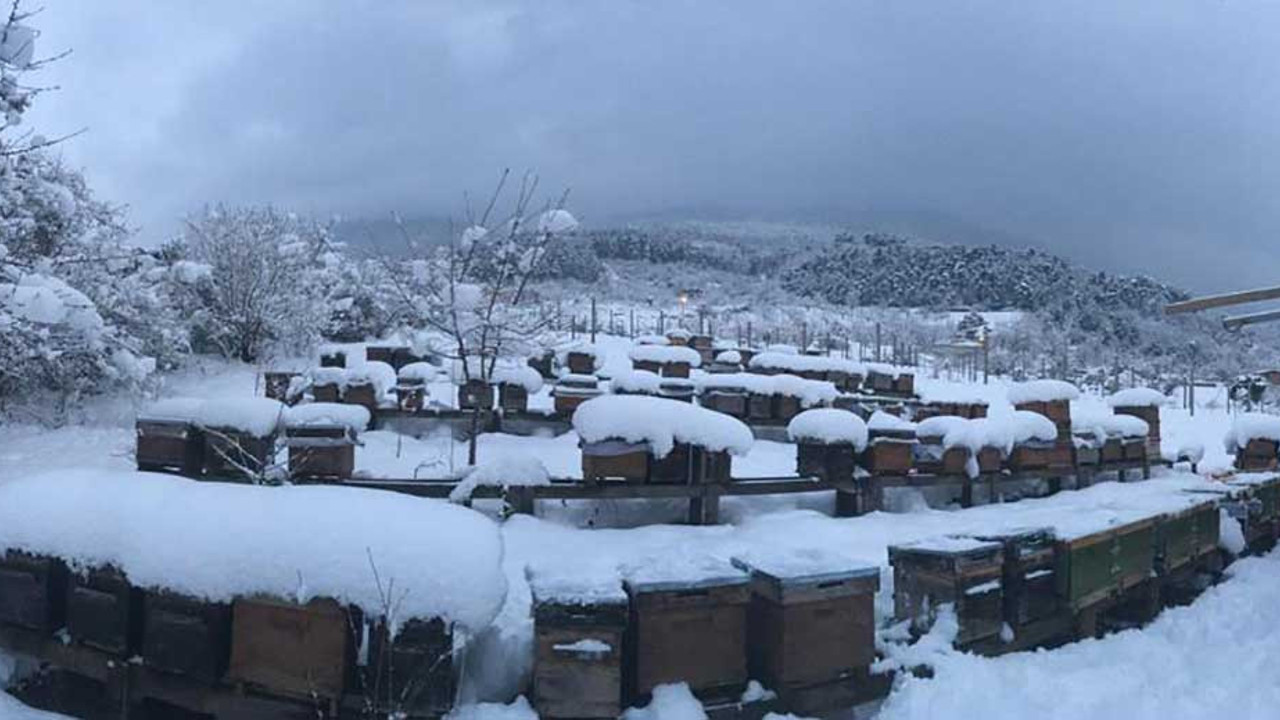 Fiyatlar artacak. Yüzde 70’i öldü