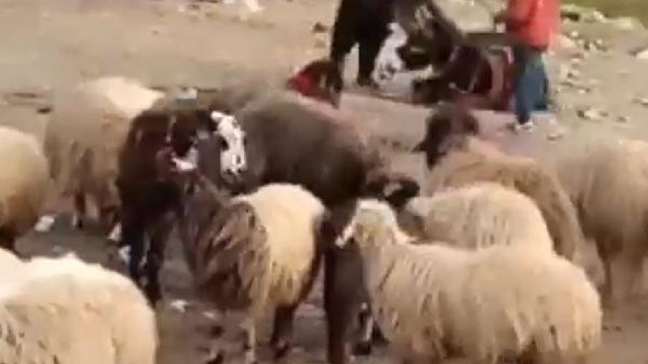 Hayvana şiddete bin 33 lira ceza