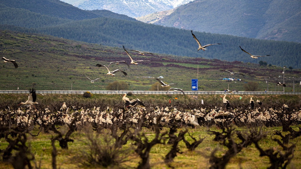 Baharın müjdecisi leylekler lebaleb kongre yaptılar