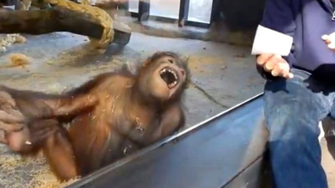 Orangutan bardağı boş görünce kahkahayı bastı. Gülme krizine girdi fenomen oldu
