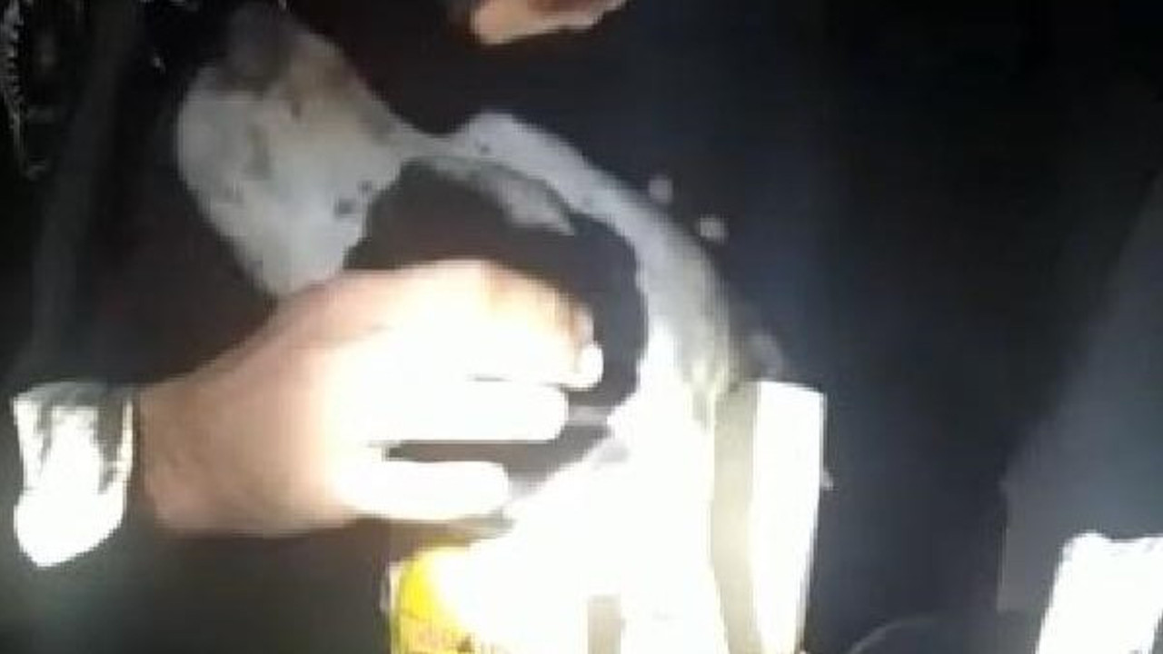 Sakarya'da köpeği eziyetten bekçiler kurtardı