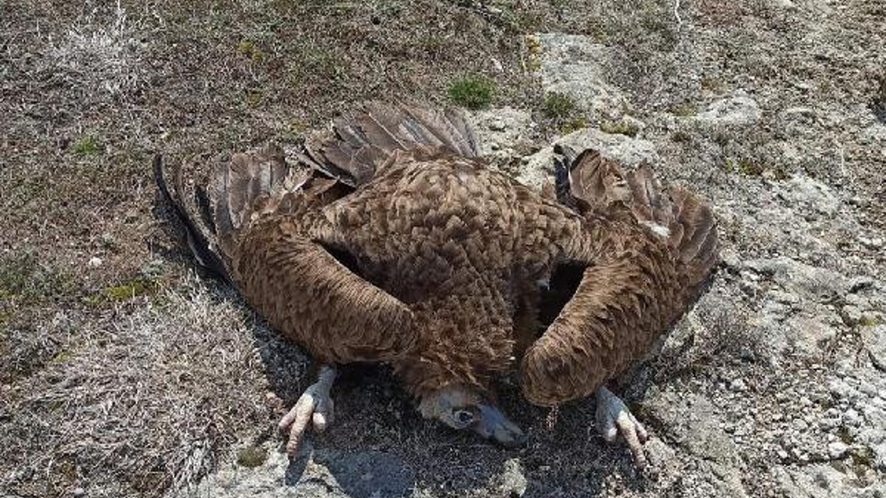 Zehirli et yiyen akbabalar öldü. Yumurtaları sahipsiz kaldı