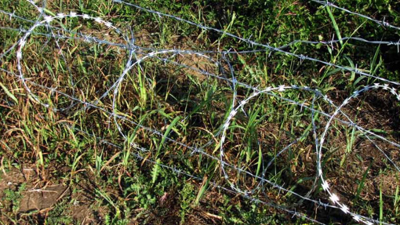 Çiftlikte panik. Vebanın bir türü daha tespit edildi