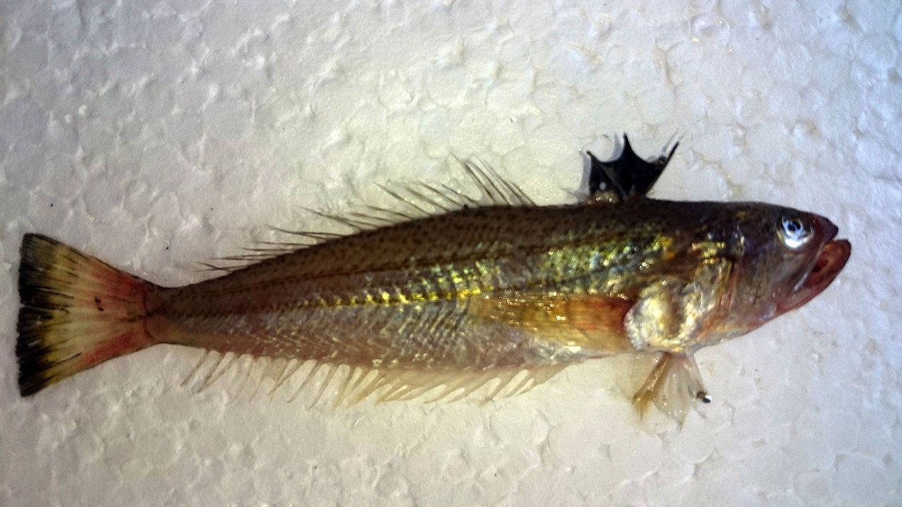 Ayakkabısız denize girmeyin. Bu bölgede oturanlar dikkat