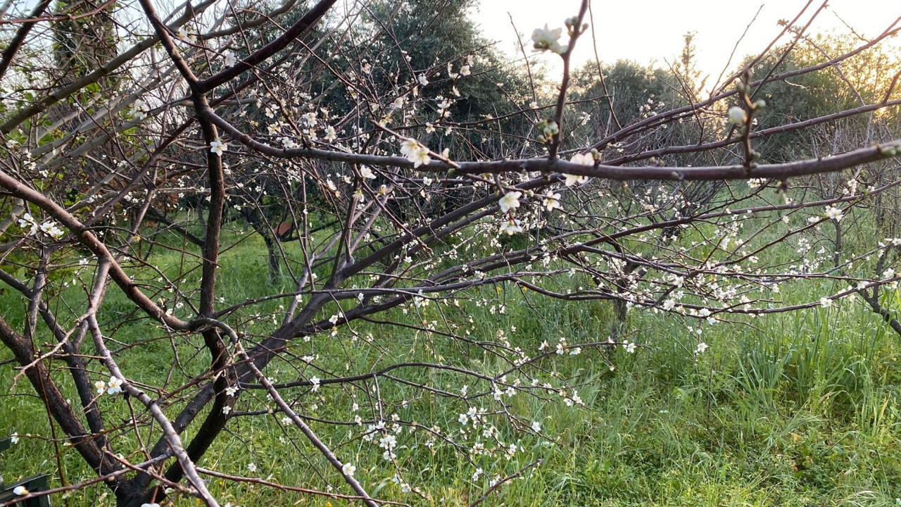 KKTC Cumhurbaşkanı Ersin Tatar Kıbrıs'tan bahar fotoğrafları paylaştı: Yapmayın sayın Cumhurbaşkanım, kıskanıyoruz