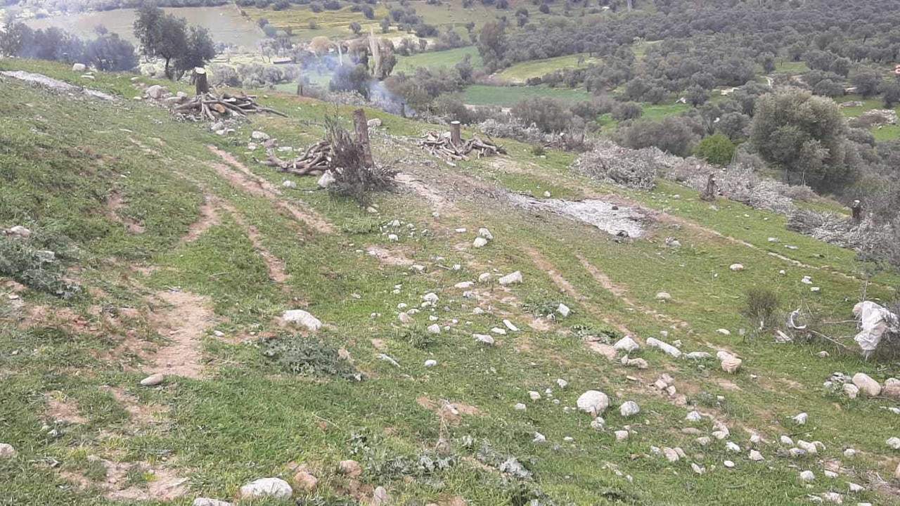 AKP'li Bozdoğan Belediyesi TOKİ için 200 zeytin ağacını kesti. Hiç mi vicdanınız sızlamadı