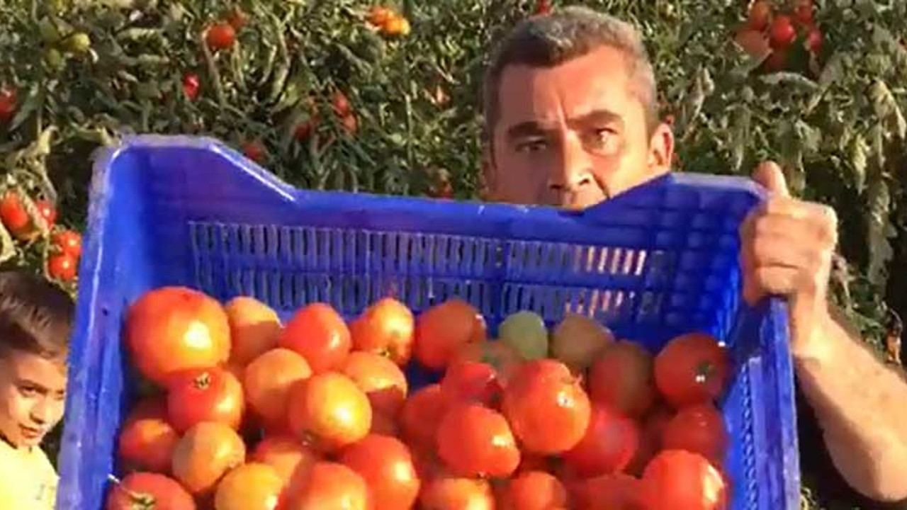 Antalya'da domateslerin sonu. Görmek istemiyorlar, duymak istemiyorlar ama durum bu