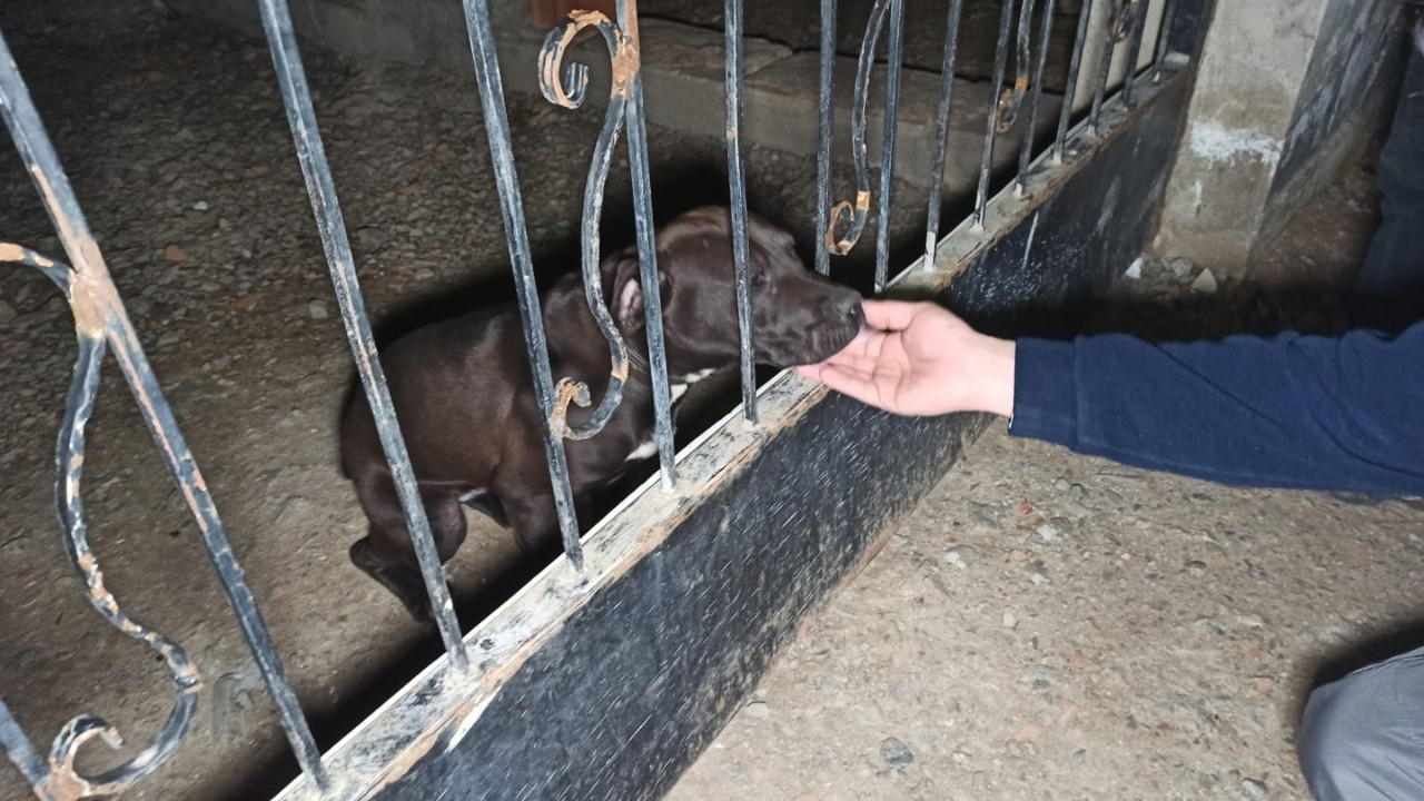 Veterinerin pitbulluna el kondu