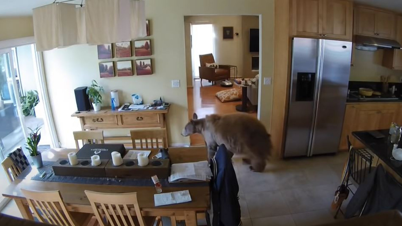 Aç kalan ayı eve girdi. Göz göze gelince arkasına bile bakmadan kaçtı