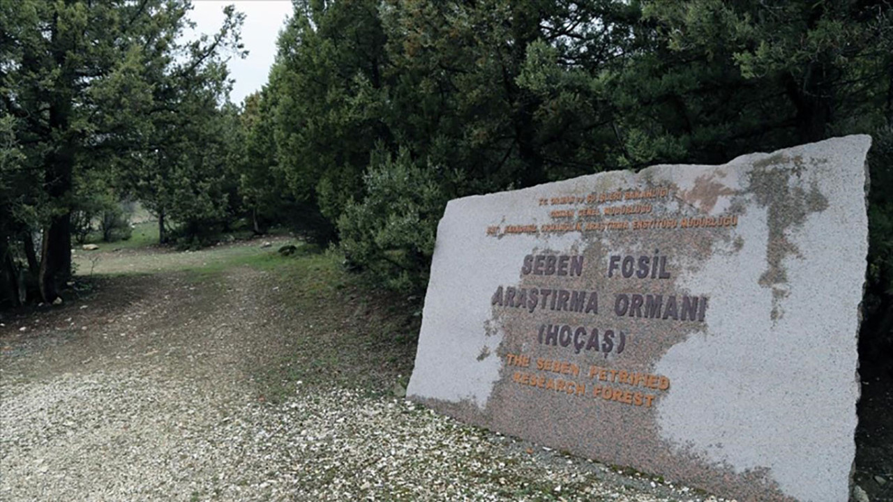 Türkiye’nin ilk fosil ormanı UNESCO yolunda