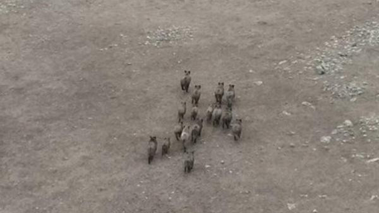 Domuz sürüsü drone ile görüntülendi