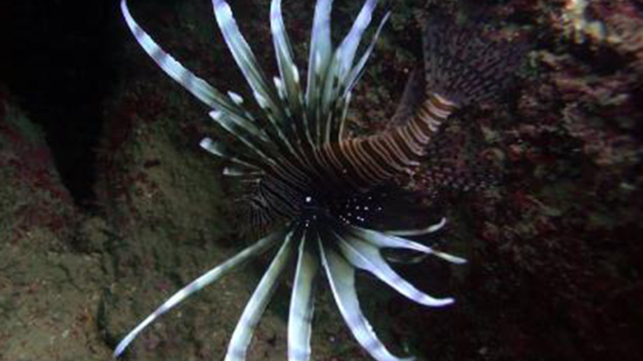 Aslan balıklarının tehlikeli olduğu ortaya çıktı