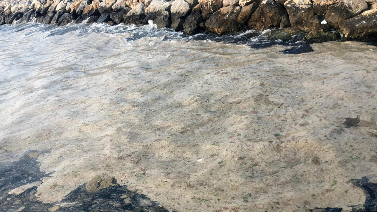 Gemlik Sahili, plankton patlaması ile bembeyaz oldu. Görenler şaşkına döndü