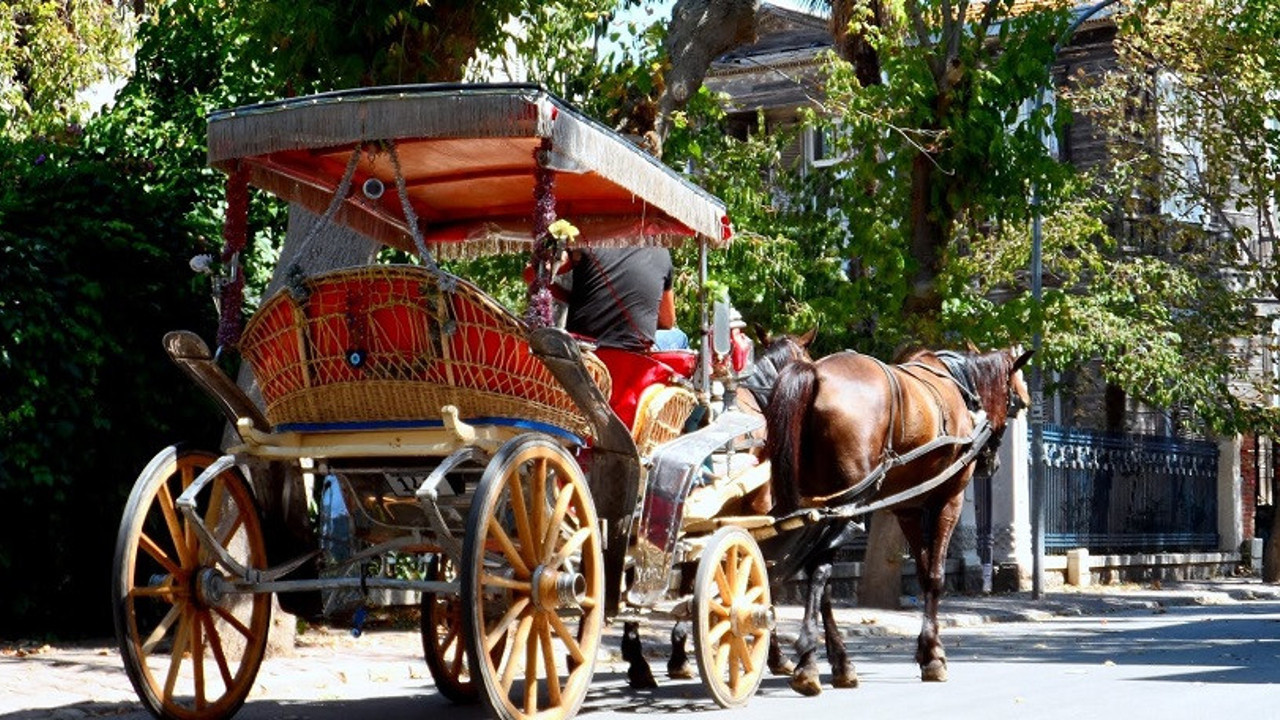 İBB geçen yıl sahiplendirmişti. MHP'li belediyeye hibe edilen atlar ortadan kayboldu