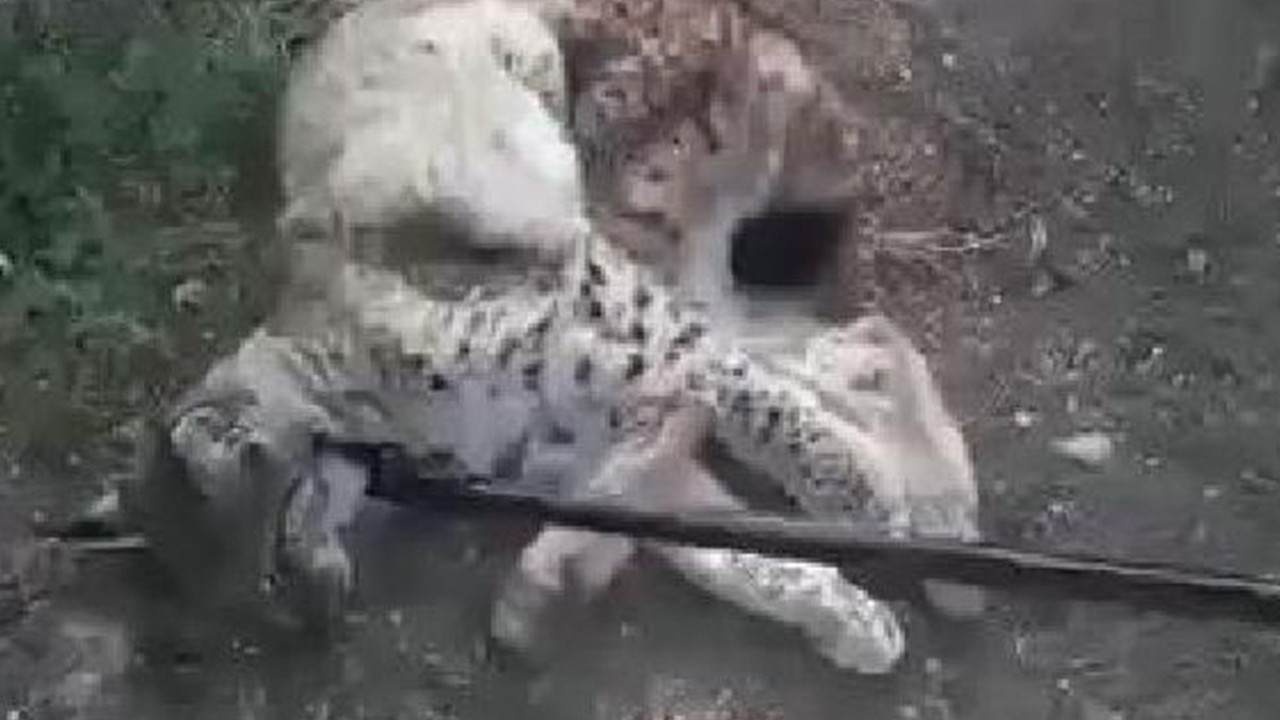 Tedavi altına alınan vaşak öldü