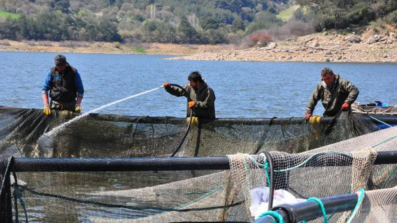 Manisa'nın baraj göletlerinden dünyaya balık ihracatı