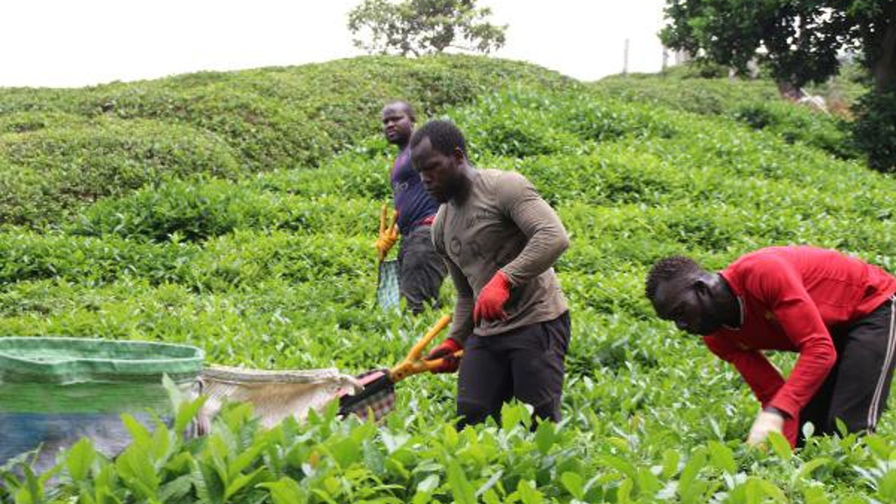 Günde 200 TL kazanacak Türk işçiler aranıyor. Yabancı işçilerin vurgunu ortaya çıktı. Üreticilere çifte uyarı